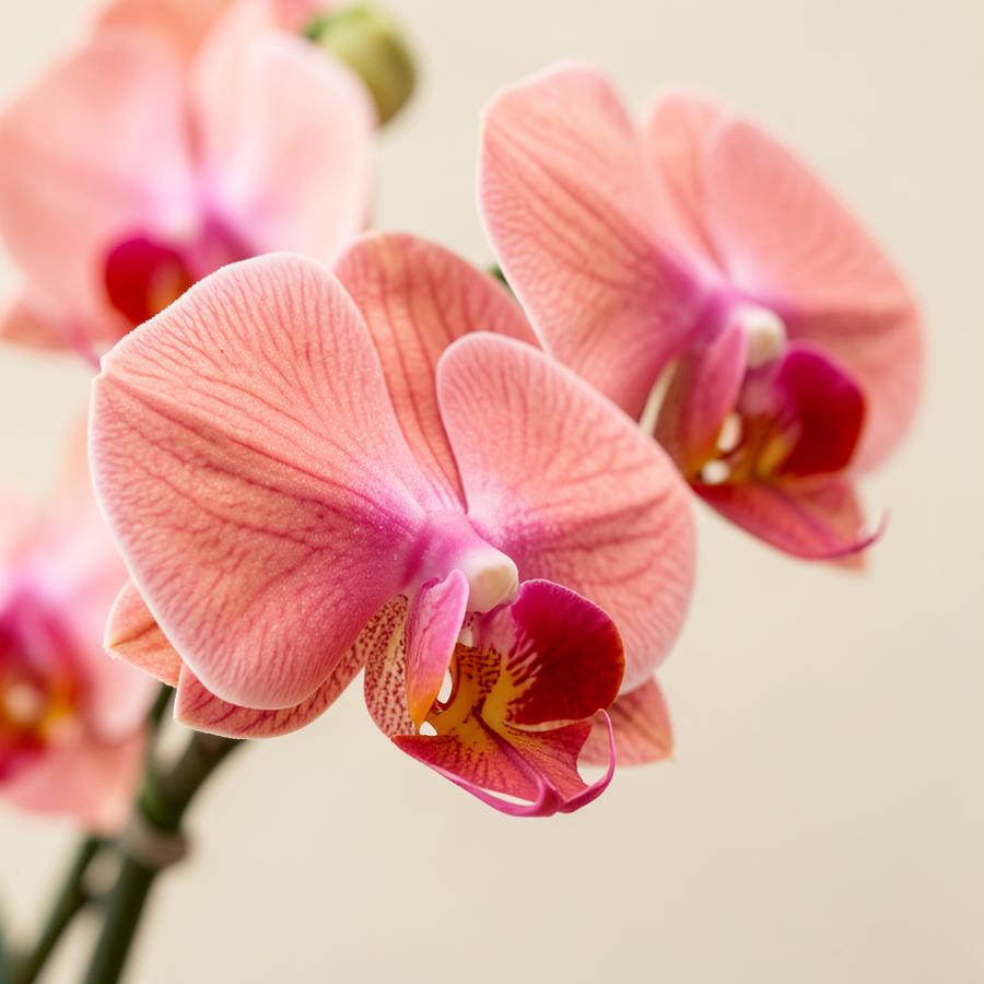 Clara Coralia kollekció – Korall orchidea virágok közelről